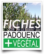 bouton padouenc vegetal fiches