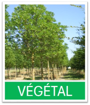 végétal