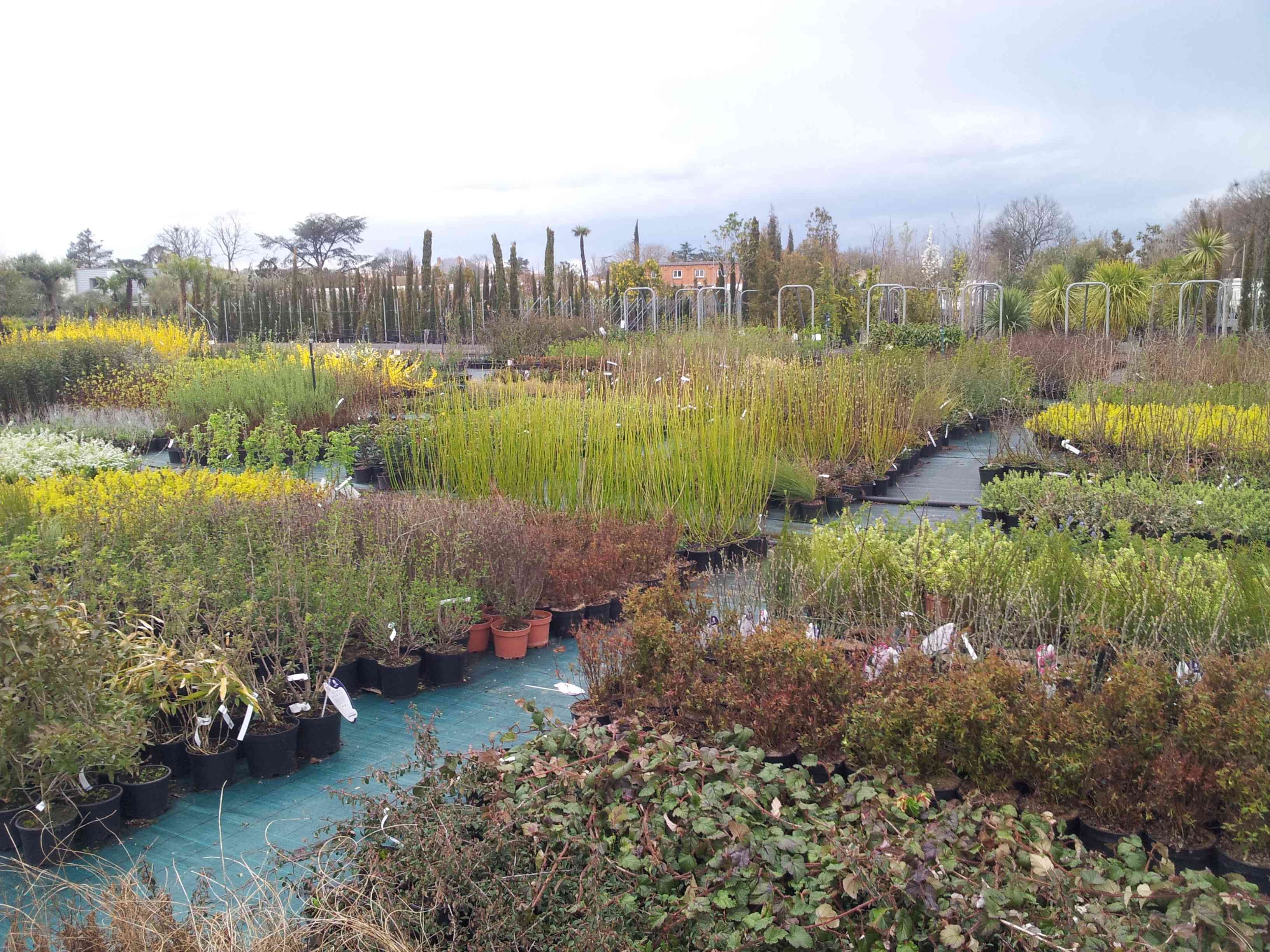 rubrique arbustes haies massifs